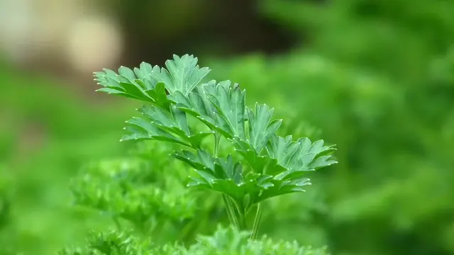 Manfaat Daun Parsley untuk Kesehatan Tubuh, Cegah Osteoporosis